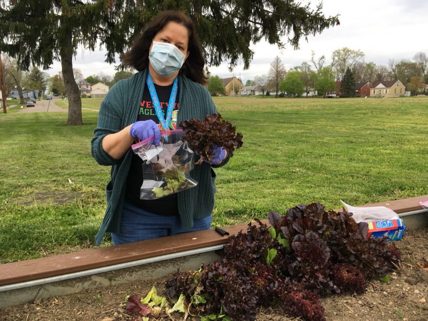 A Westwood employee stands beside the student garden holding lettuce.
